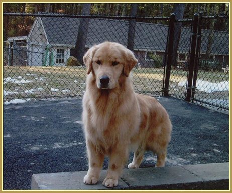 Nautilus deals golden retrievers