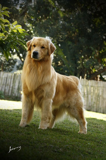 Nautilus deals golden retrievers