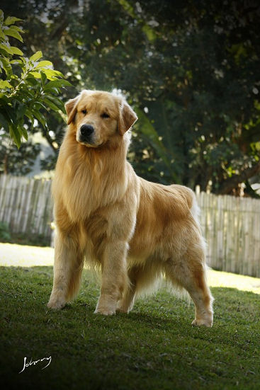 Nautilus Golden Retrievers - Plymouth 